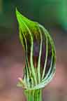 jack in the pulpit